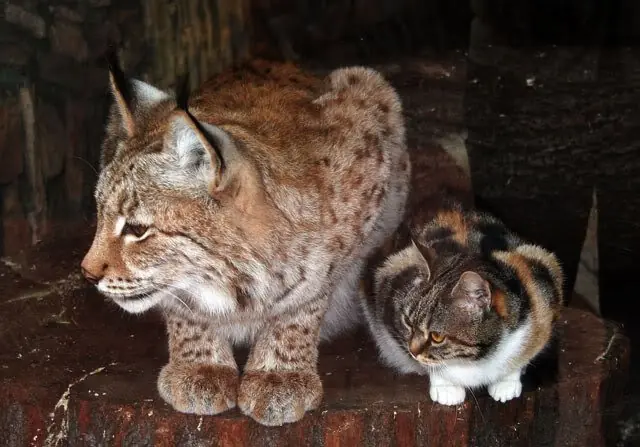 Un lince y un gato son amigos