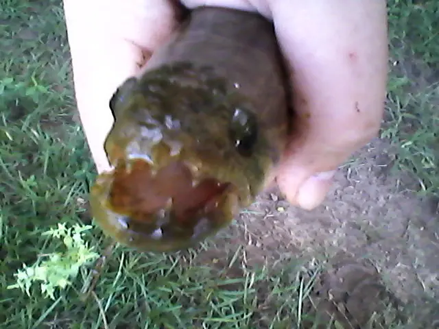 Pesqué 3 tortugas en verano y mirá lo que hice .