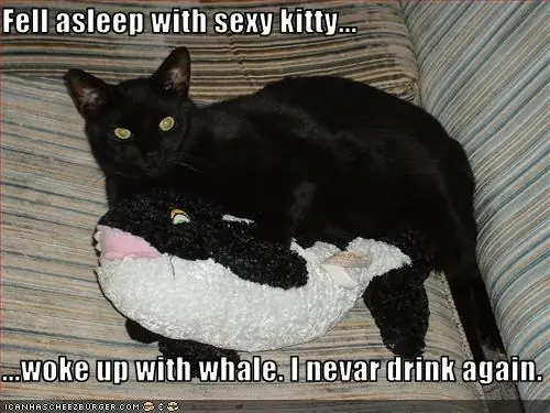 Tienes gato?Elimina el olor de la caja de arena para siempre