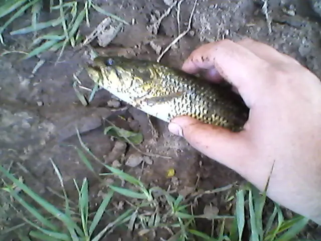 Pesqué 3 tortugas en verano y mirá lo que hice [Videos].