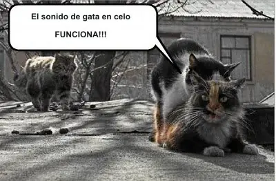 Maullido de una gata en celo. A que tu gato viene corriendo!