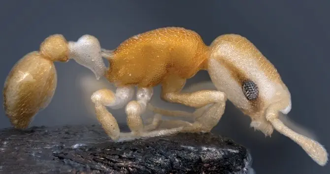 Nueva y misteriosa especie de hormiga