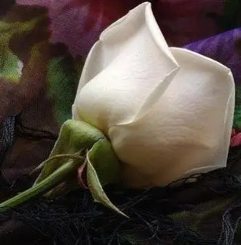 Siento (Poema Inédito)