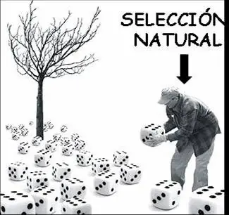 evolucion