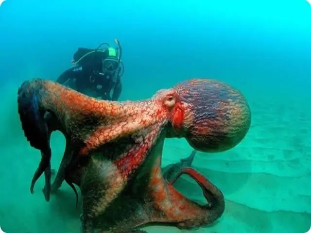 5 animales con embarazos y partos de terror