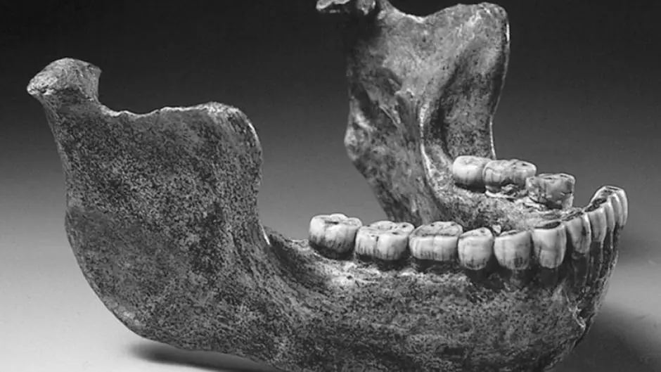 Homo erectus con boca limpia: usaba palillos para higienizar