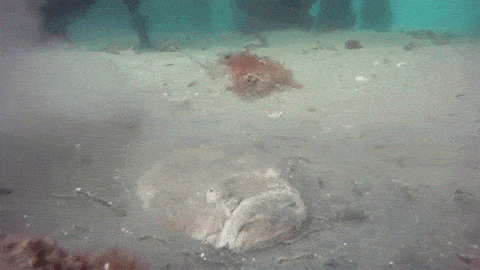 profundidad del oceano