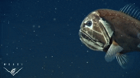 profundidad del oceano