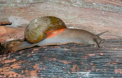 caracol