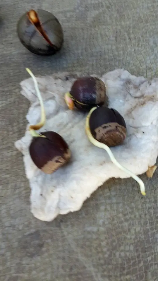 Germinar bellotas y castañas (semillas grandes en gral)