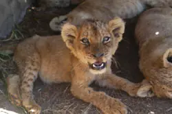 caza de leones