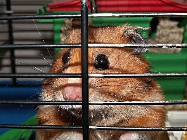 parto