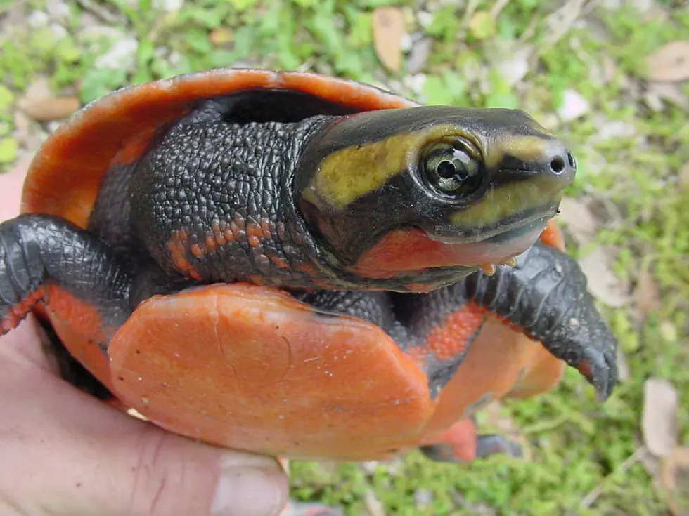 Reaparecen tortugas que se creían extintas