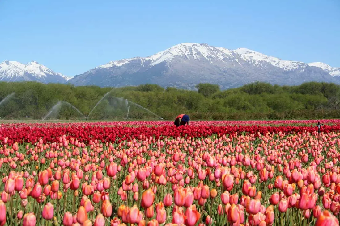 patagonia