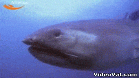 profundidad del oceano