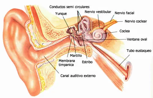 sonido