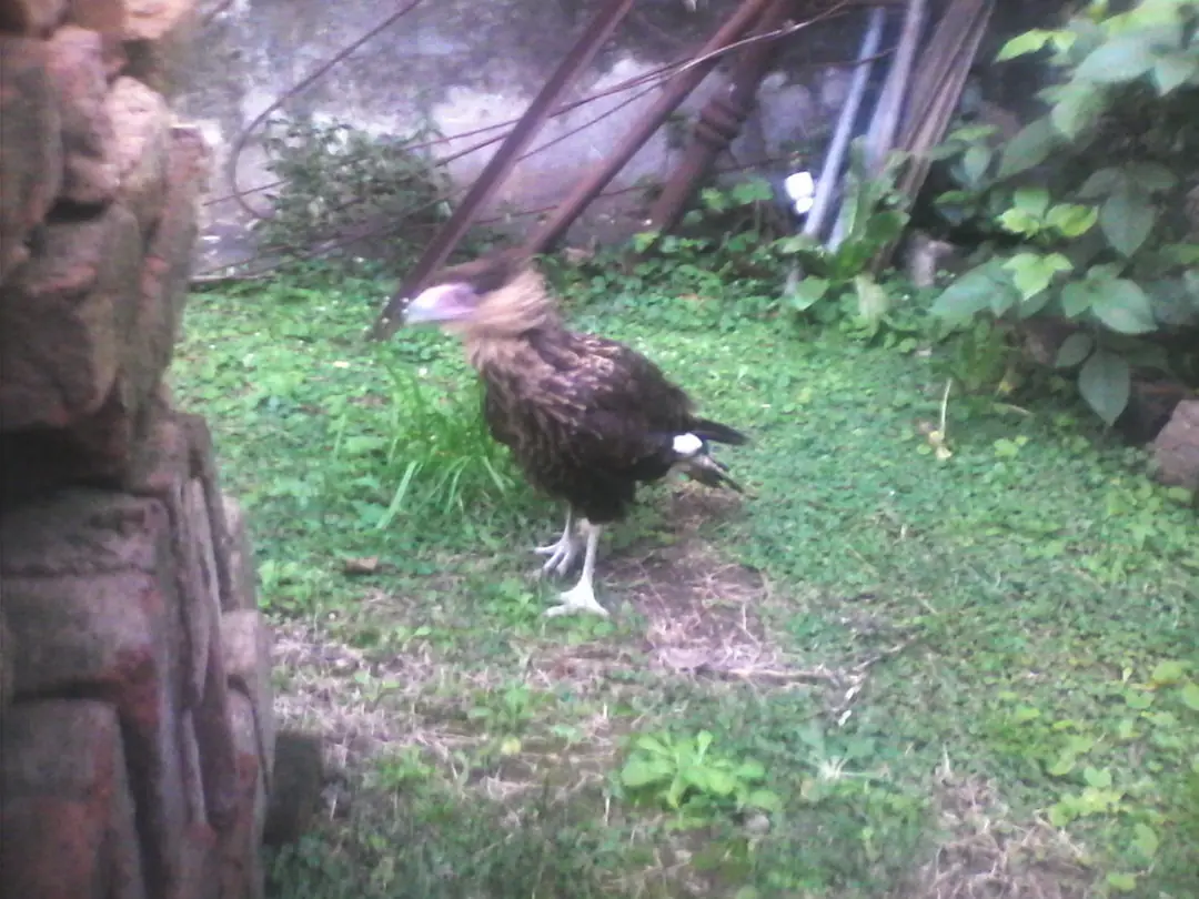 Rescate un Carancho herido (si, y te lo muestro en video)