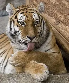 Tigre, el más grande del mundo