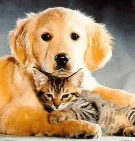 10 cosas de tu casa que podrían envenenar a tu mascota!