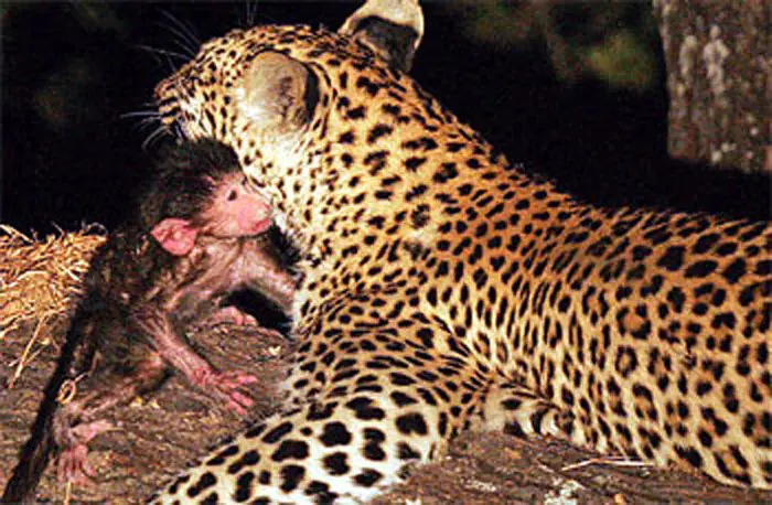 ¿Siempre por instinto actúan los animales?