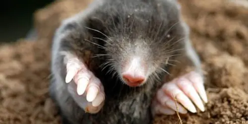 10 Cosas asombrosas sobre los animales
