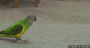Gifs graciosos!