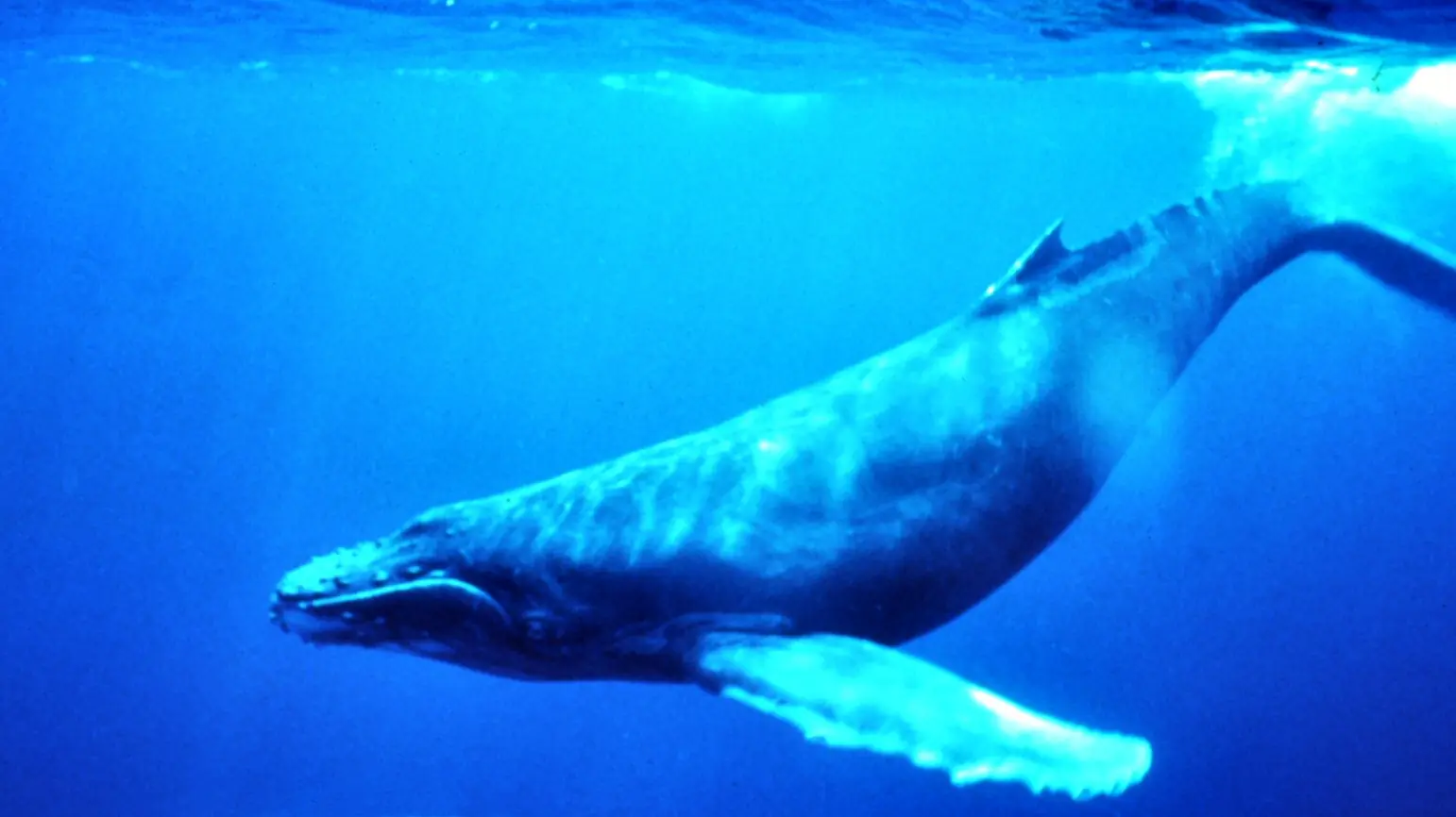 Juntos podemos hacer Océanos seguros para las ballenas