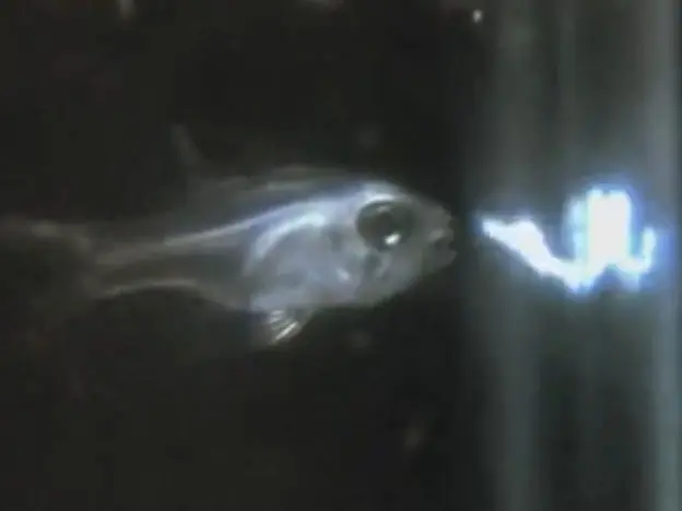 El increible pez que escupe luz