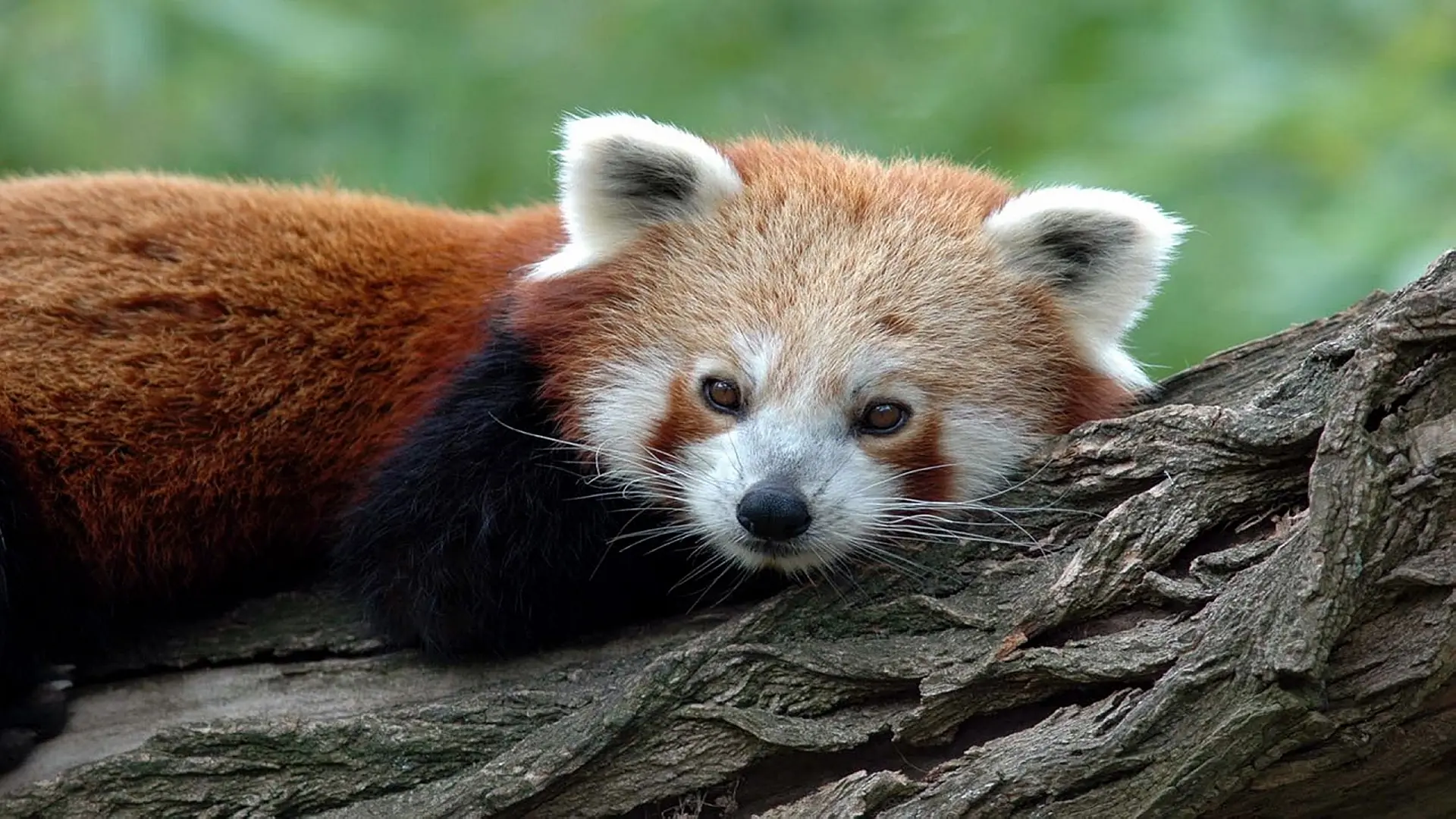 10 Cosas asombrosas sobre los animales