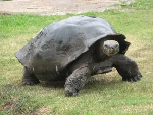 desarrollado