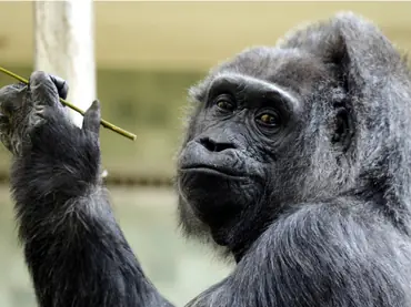 Microsoft y la ONU crean un sistema para predecir...