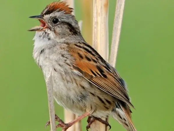 pajaros