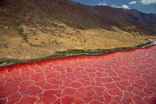 El lago que convierte a los animales en piedra: ¿realidad?