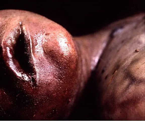 andres serrano