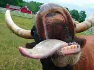 asado