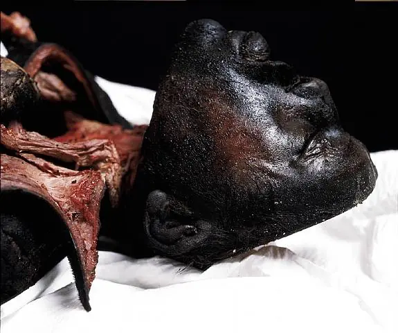 The Morgue