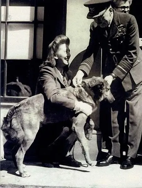 paradog