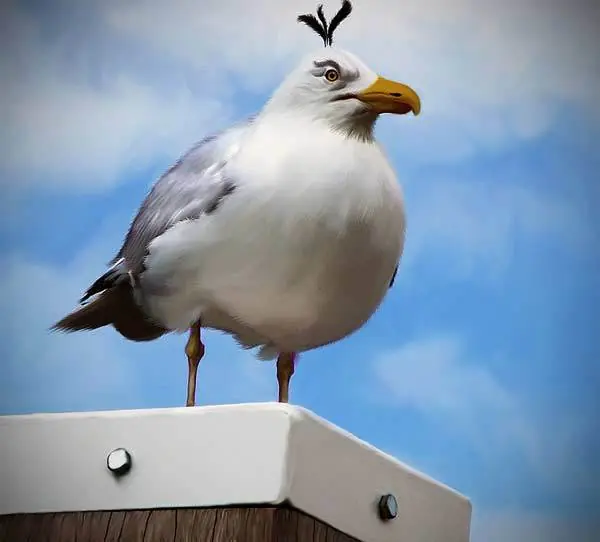pajaros