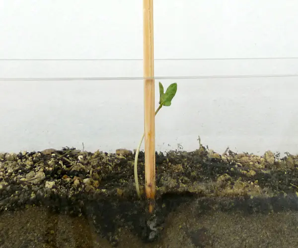 planta