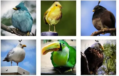 angry birds