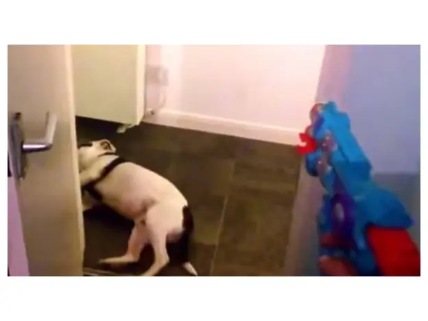 Furor en Internet por el video del perro que finge su muerte