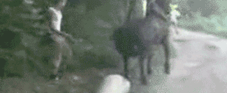 Gifs