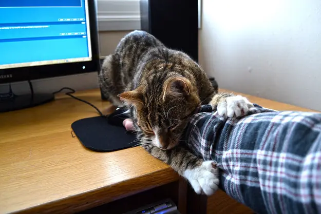 gatos