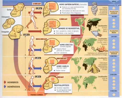 ¿Necesitas estudiar el Proceso de Hominización? ¡entrá!