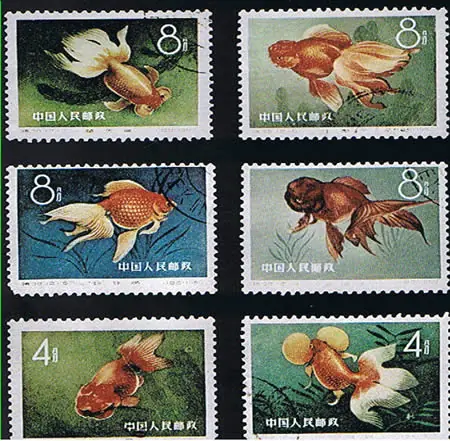 Tosakin: El Goldfish legendario