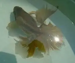 Tosakin: El Goldfish legendario