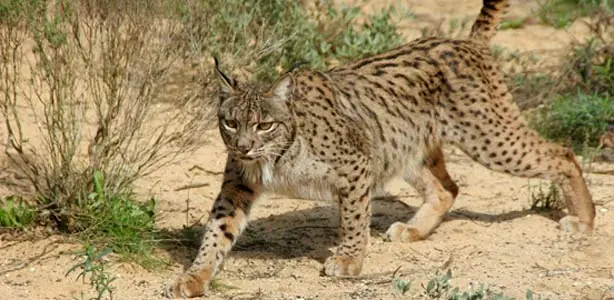 Los Linces