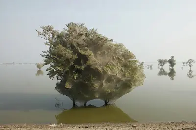 arañas