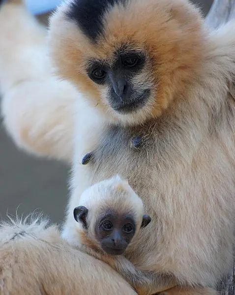 El genoma del gibón nos acerca al origen del cáncer