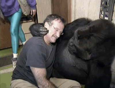 gorilla